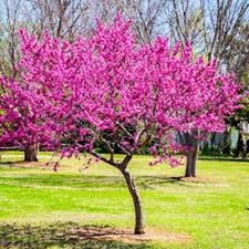 5 Eastern Redbud Tree 12-24
