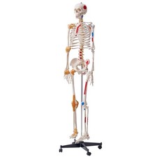 Uimoso Human Skeleton Model Anatomical Skeleton Life Size with Muscle Points picture