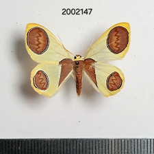 Geometridae Plutodes sp.    #2147 NORTH THAILAND picture