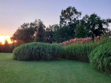 PRE-ORDER NOW  Giant Miscanthus (Miscanthus x giganteus) — Rhizomes (100 Count) picture