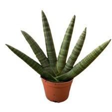 Sansevieria Cylindrica Boncel (Starfish Sansevieria) Snake Plant Mini Sta US picture