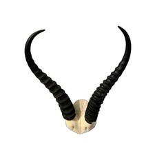 Rustic Real Springbok Skull V Shape Black Wall Decor Sculpture picture