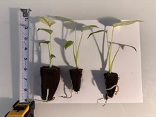 Rooted Variegated Monstera Mint (1 Plant) picture