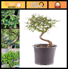 Live Chinese Elm Bonsai Tree - 5 Years Old, 6