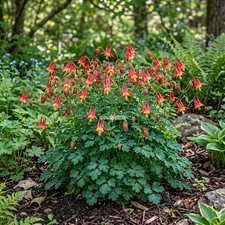 COLUMBINE EASTERN RED Aquilegia Canadensis - 250 Bulk Seeds picture