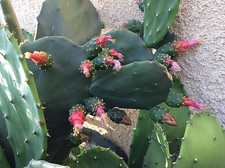 Spineless thornless edible Nopales Prickly pear cactus, lot of 3 pads, 5