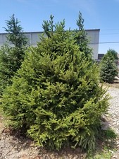 5 NORWAY SPRUCE 12-18