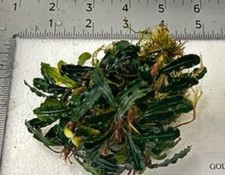 Buce Random 3x3 clump AND 12 + Rhizomes Unlabeled. Aquarium/Paludarium/Vivarium picture