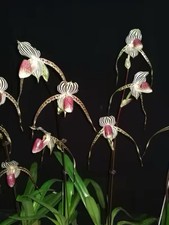 Paph. Lady Isabel (Paph. rothschildianum × Paph. stonei) Large Blooming Size picture