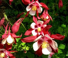 COLUMBINE CRIMSON STAR Aquilegia Caerulea - 300 Bulk Seeds picture