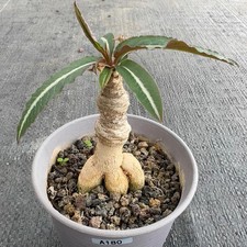 1Piece Seedgrowth Euphorbia Labatii Caudex Cactis Garden RarePlanting picture