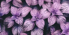 Purple Shiso Seeds, Perilla, Japanese Basil, Red Mint,  ~~ 200 seeds picture