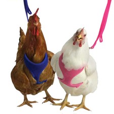 Walk Your Chicken Harness (Take 'em for a Walk), Leash SOLD Separately picture
