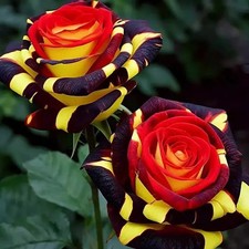 20pcs Rare Rose 'Firebird' Seeds - Non-GMO Heirloom Variety picture