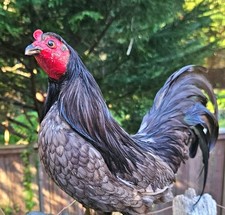 Vintage Taxidermy Black Irridescent Bantam Rooster Chicken Standing Mount Curio picture