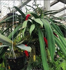 Anthurium bakeri Many Red Berries Long Strap Leaves ESTABLISHED DIVISION 4” Pot picture