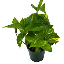 Devil's Ivy, Golden Pothos, 4 inch, Hunter's Rove, Epipremnum Pinnatum Aureum picture