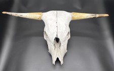 Real Bull Cow Skull with Horns 31.5” Wide Western Ranch Rustic Decor Taxidermy picture