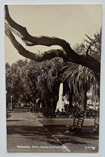 Palisades Park Santa Monica CA Tree-Lined Walk RPPC Real Photo Postcard A14 picture