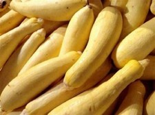 Squash Seeds, Early Prolific Straightneck 