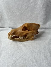 Vintage Real Wolf Skull Canis Lupus 10” Taxidermy Natural Bone Oddities Specimen picture