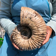 8.4LB   Natural ammonite fossil conch Crystal specimen Reiki healing decor picture