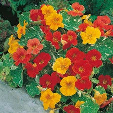 Alaska Mix Nasturtium Seeds | Edible Flowers & Leaves | Heirloom/Non-GMO | 1198 picture