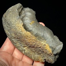 Fossilized Tympanic Bulla Cetacean Ear Bone Fossil 3.87