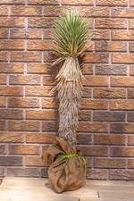 3FT JOSHUA TREE, DESERT PLANT, LEGALLY HARVESTED & TAGGED, YUCCA BREVIFOLIA picture