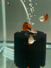 High quality USA SELLER  Trio  of HB Red Rose guppies picture