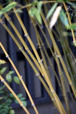 David Bisset Bamboo - 1 Gallon Size Live Plant, Hardy - (Phyllostachys Bissetii) picture