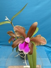 Cattleya Frasquita (bicolor X velutina) Orchid Eros Hybrid Blooming 7” Pot (A) picture