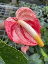 Anthurium Shibori Koi 