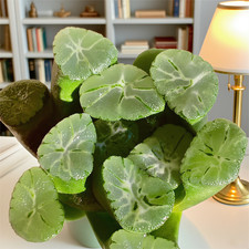 Rare succulent plants-1.8“live plant， rich varieties, Bare root soilless potting picture