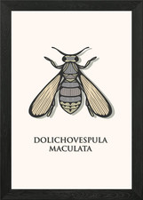 Bald Faced Hornet Framed Wall Art Poster Canvas Print Picture picture