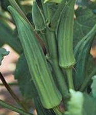 OKRA SEED, EMERALD, HEIRLOOM, NON GMO, 100 SEEDS, GARDEN OKRA SEED picture