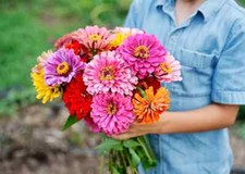 100 CALIFORNIA GIANT ZINNIA FLOWER MIX SEEDS ~ heirloomseedguy ~ 2026 ~ NON-GMO picture