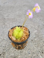 Carnivorous Primrose Butterwort (Pinguicula Primuliflora) Plant 3 inch Pot picture