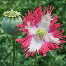 1,000 Rare Afghan Laciniated Poppy Seeds P. Somniferum Fringed & Serrated Blooms picture
