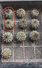 Wholesale Copiapoa cinerea & Columna‑alba, Graft‑cut, Well‑rooted (1 Month) picture