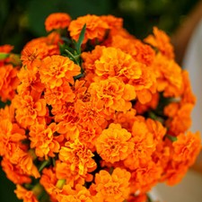 French Marigold TANGERINE DOUBLE DWARF Beneficial Plant Non-GMO 100 Seeds picture