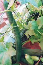 Armenian Yard Long Cucumber Seeds, Metki Dark Green| NON-GMO | 25 seeds |  picture
