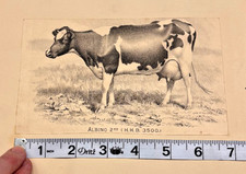 Holstein Cow Lithograph Antique C Palmer Named Albino 2nd HHB 3500 Dairy Cattle  picture