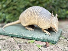Antique/Vintage ARMADILLO Real Skin Taxidermy Full Body Museum Mount On Board picture