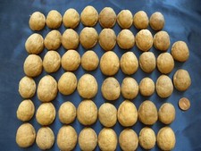 Huge Lot 50 Walnut Shell Halves Ornaments Arts Crafts Decorations Walnuts Shells picture