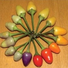 'Bolivian Rainbow' Pepper Seeds -50 Seeds - Organic - Heirloom- Non GMO picture