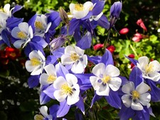 Live Kirigami Deep Blue & White Columbine Plant + Aquilegia caerulea -[Pint Pot] picture