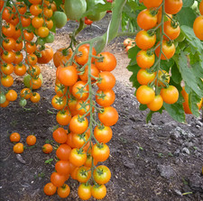 25 Sungold Cherry Tomato Seeds -  Organic NonGMO Authentic F1 Seeds picture