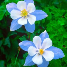 Blue Star Columbine Seeds | Heirloom | | Flower Seeds | 1214 picture