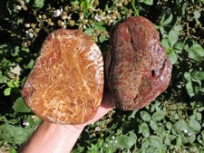 Pair of HIGH QUALITY Brecciated PNW Jasper Cobble Stone Nodules (4 lbs+) picture